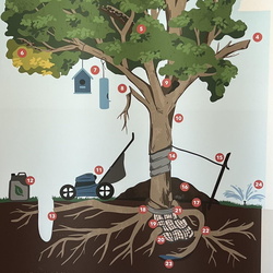 Trees